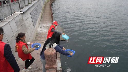 90萬尾魚苗安家永明河，江永縣“放魚養水”與“巡河護漁”齊步走，譜寫生態漁業與產業協同新篇章